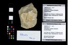 Foto (Objekt + Etikett) von Pithonoton sp.  (NHMW-GEO-1990-0041-3171)